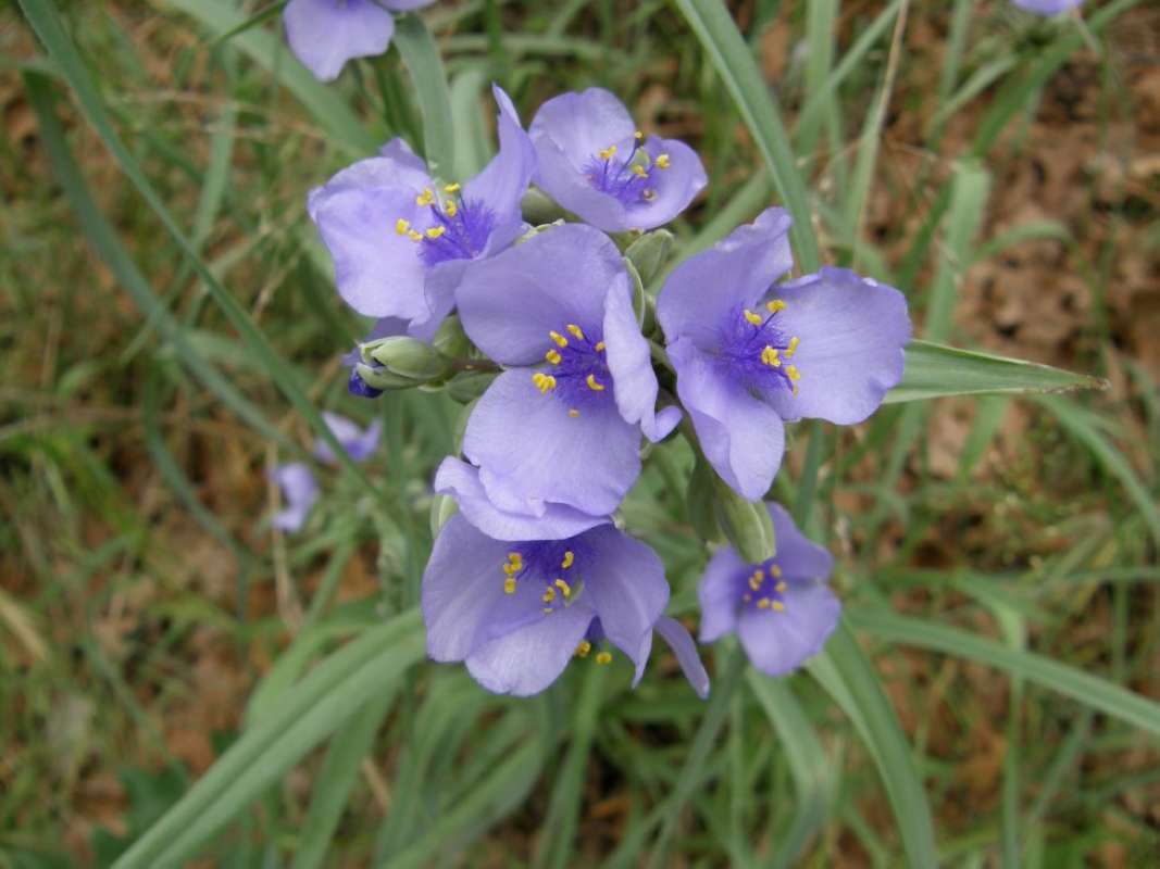 Flower Head<br>(Location of Picture: Wise County, Texas, 2011)