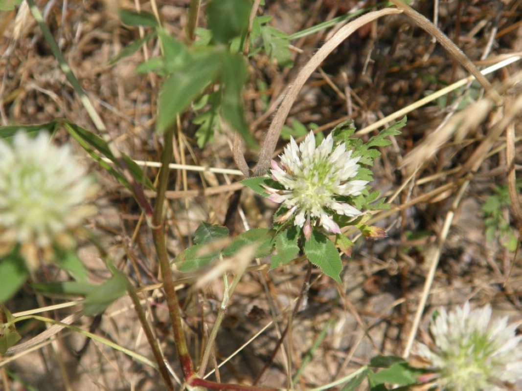 Flower Head<br>(Location of Picture: Northeastern Texas, USA,  2011)