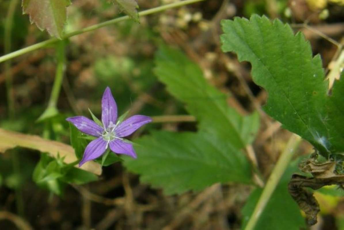Flower and Leaf<br>(Location of Picture: Northeastern Texas, USA, 2011)
