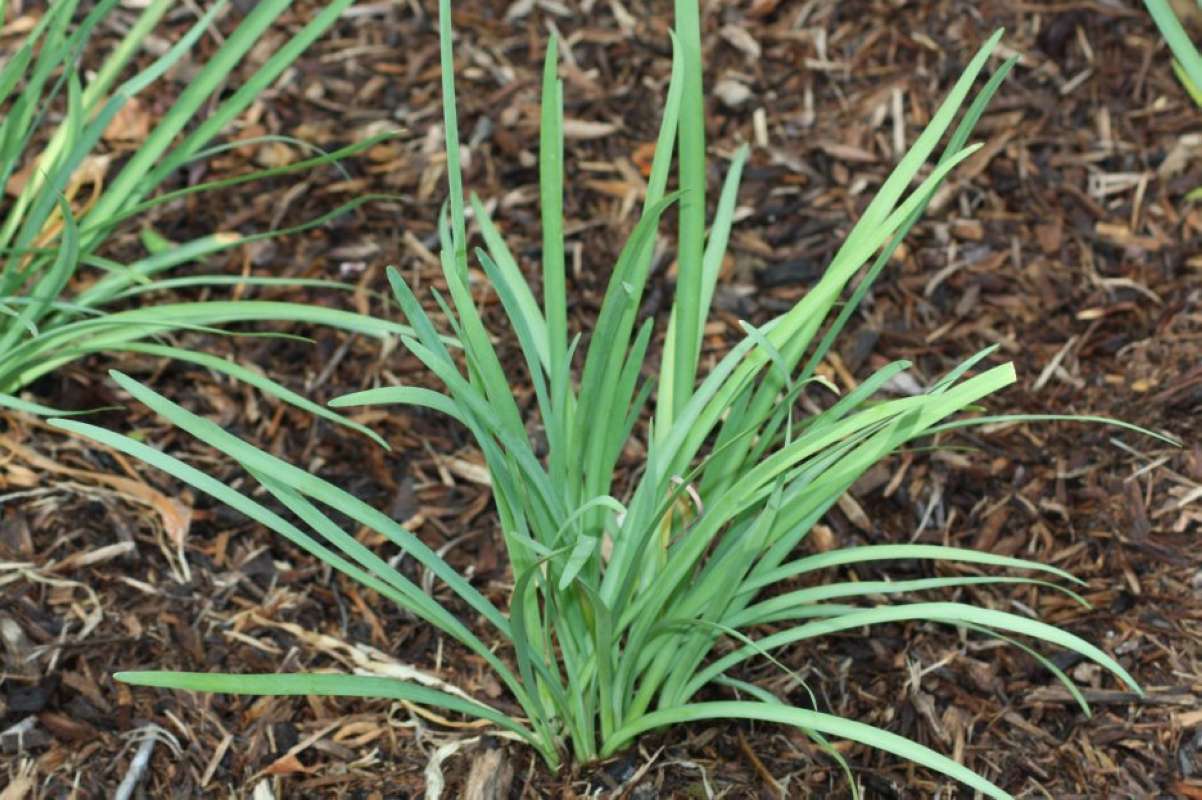 Leaves<br>(Location of Picture: Azle, Tarrant Co, Texas, 2011)