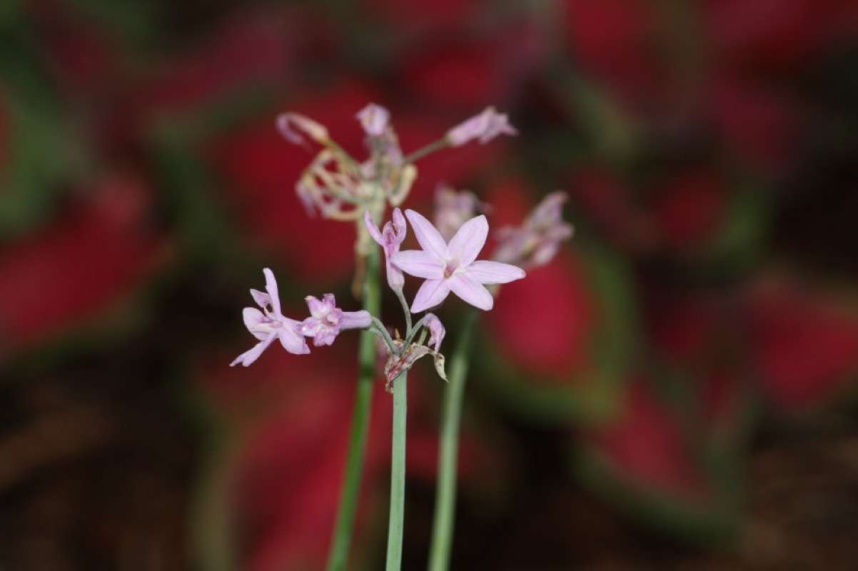 Flower - Front View<br>(Location of Picture: Azle, Tarrant Co, Texas, 2011)
