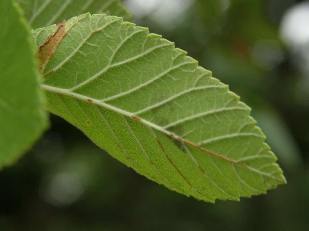 Leaf - Underside<br>(Origin of the Specimen: Lockhart SP, Caldwell Co, Texas)