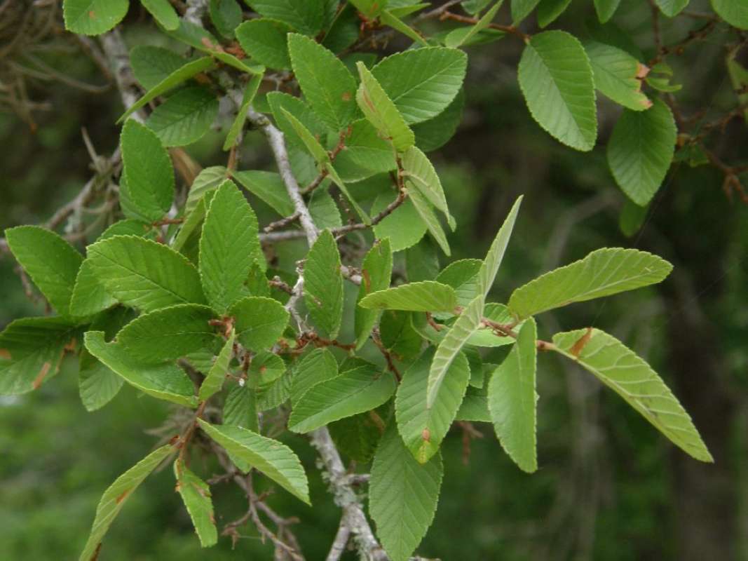 Twig with Leaves<br>(Origin of the Specimen: Lockhart State Park, Texas, 2011)