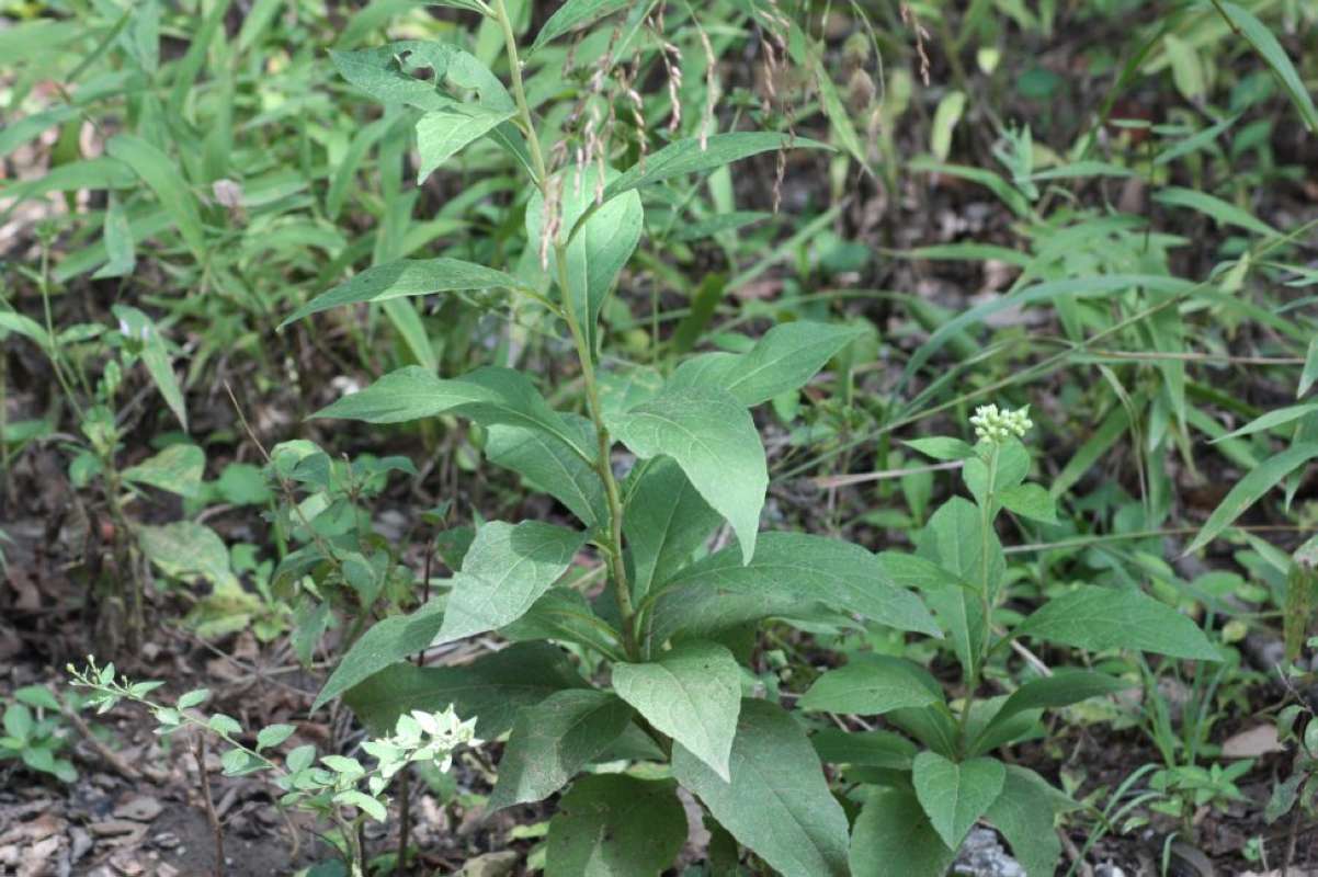 Stem with Leaves<br>(Location of Picture: Nature Center, Tarrant Co, Tx, 2011)