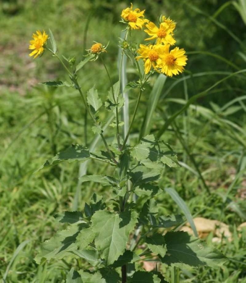 Silhouette<br>(Location of Picture: Nature Center, Tarrant Co, Texas)