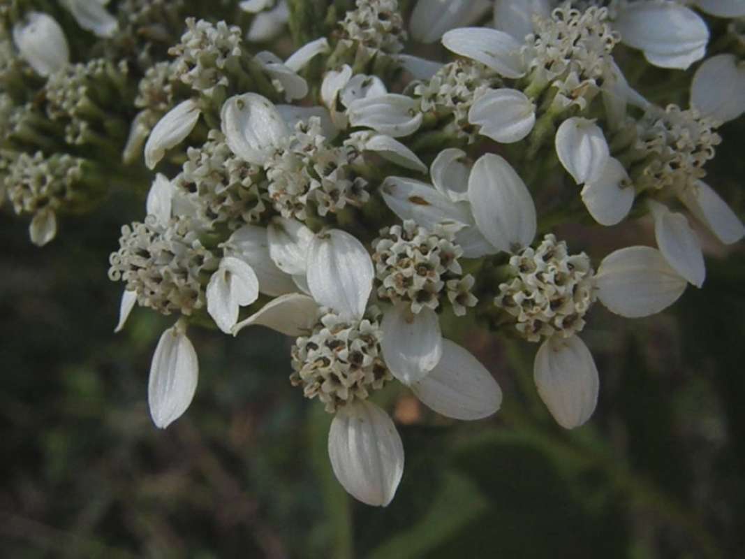Flowers - Front View - Close View<br>(Location of Picture: NC, Tarrant Co, Texas, USA, 2011)