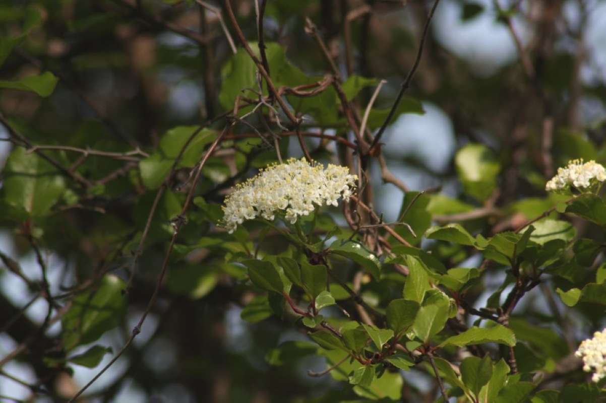 Top of Plant in Bloom<br>(Location of Picture: NE Texas, 2011)