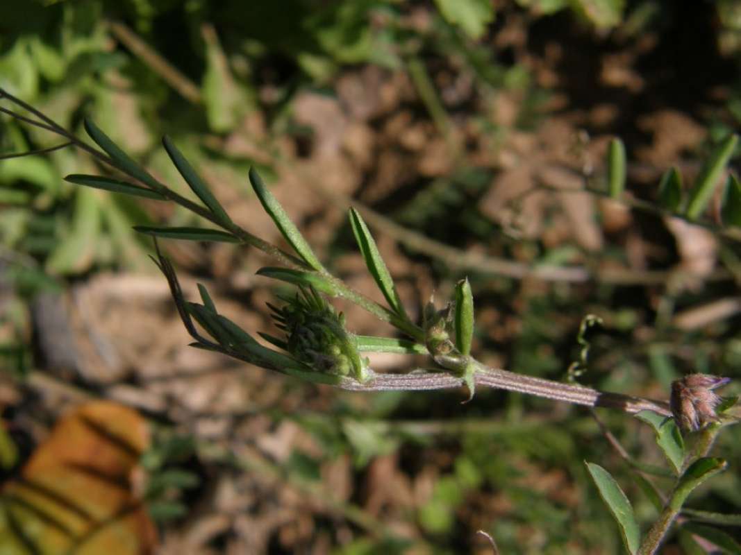 Stem and Leaves<br>(Location of Picture: Parker Co, Texas, 2011)