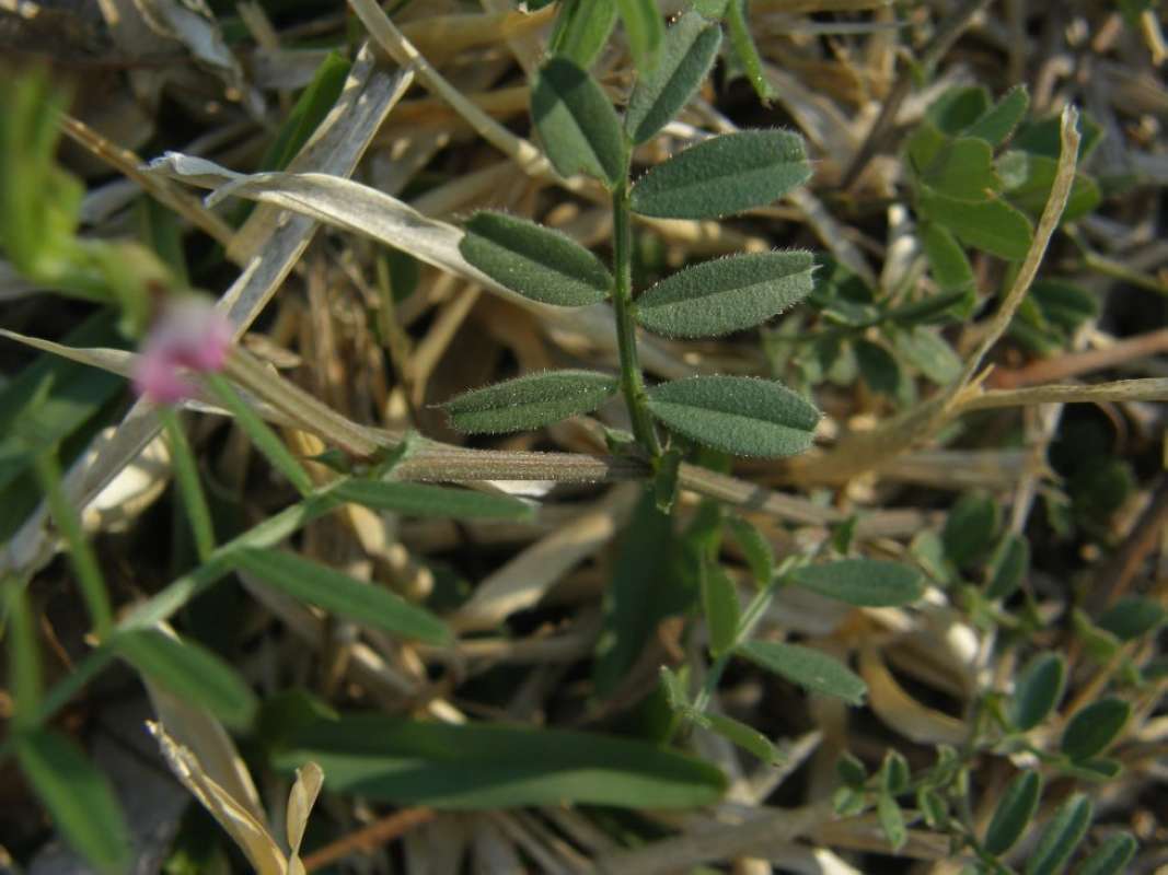 Leaves<br>(Location of Picture: Hill Country, Texas, 2011)