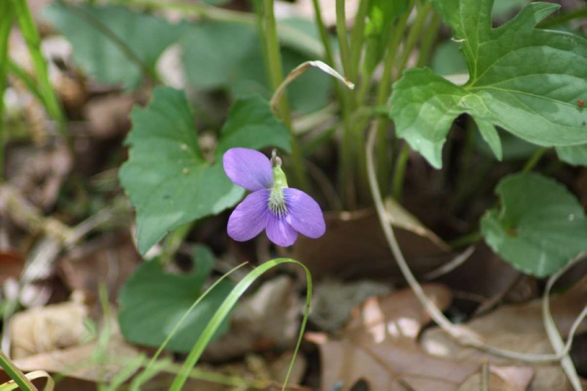 Flower Front - Missing Parts (Possible escape)<br>(Location of Picture: Cooper Lake, Delta Co, Texas, 2011)