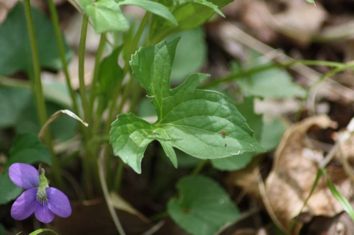 Top of Plant in Bloom (Possible escape)<br>(Location of Picture: Cooper Lake, Delta Co, Texas, 2011)