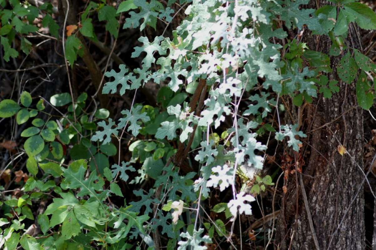 Habitat View<br>(Location of Picture: East Texas, USA, 2011)