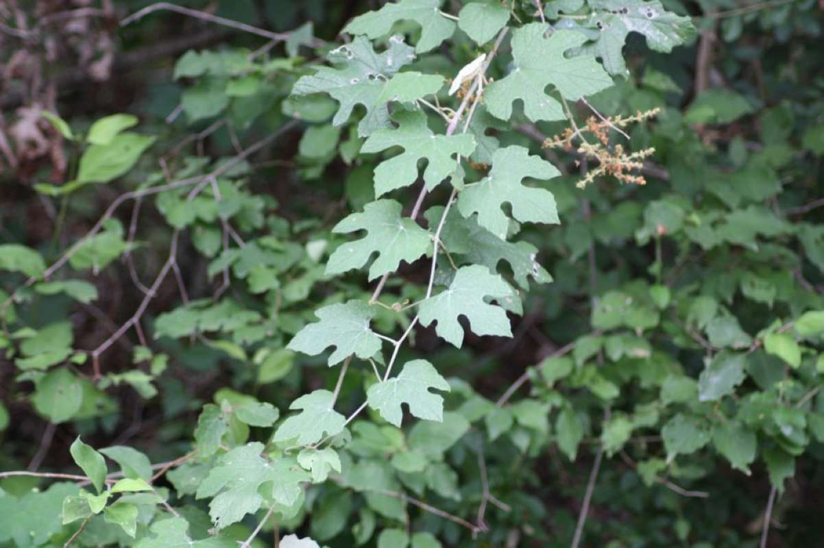 Silhouette<br>(Location of Picture: East Texas, USA, 2011)