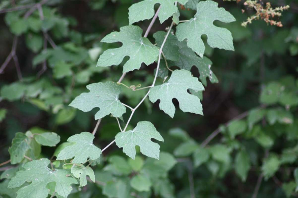 Branch<br>(Location of Picture: East Texas, USA, 2011)