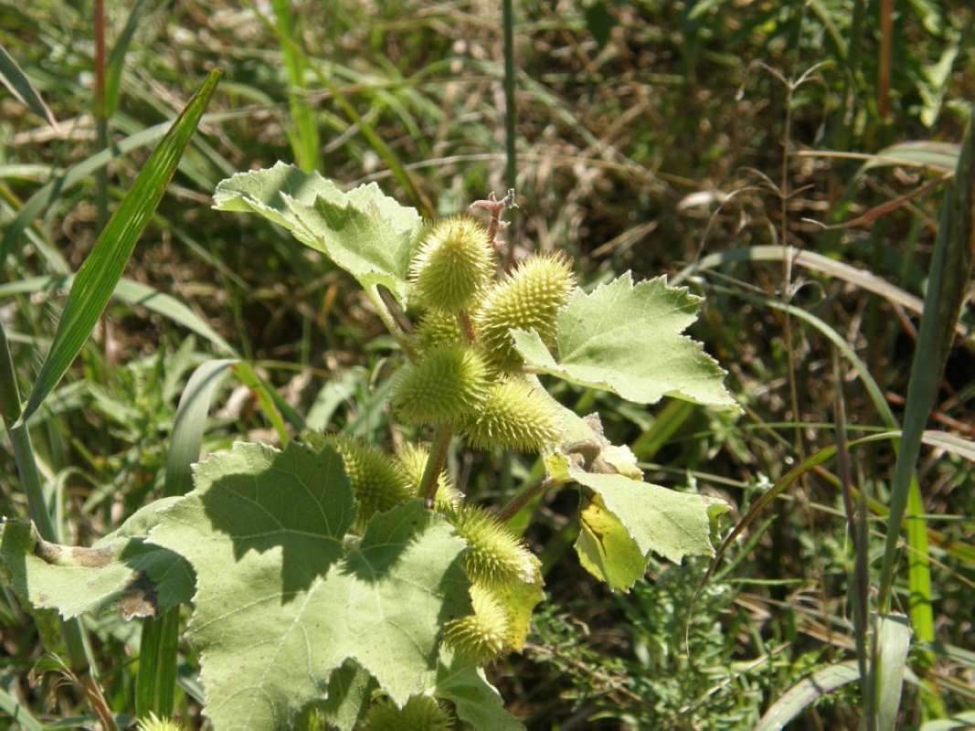 Top of Plant in Fruit<br>(Location of Picture: Bear Lake, Parker Co, Texas, 2011)