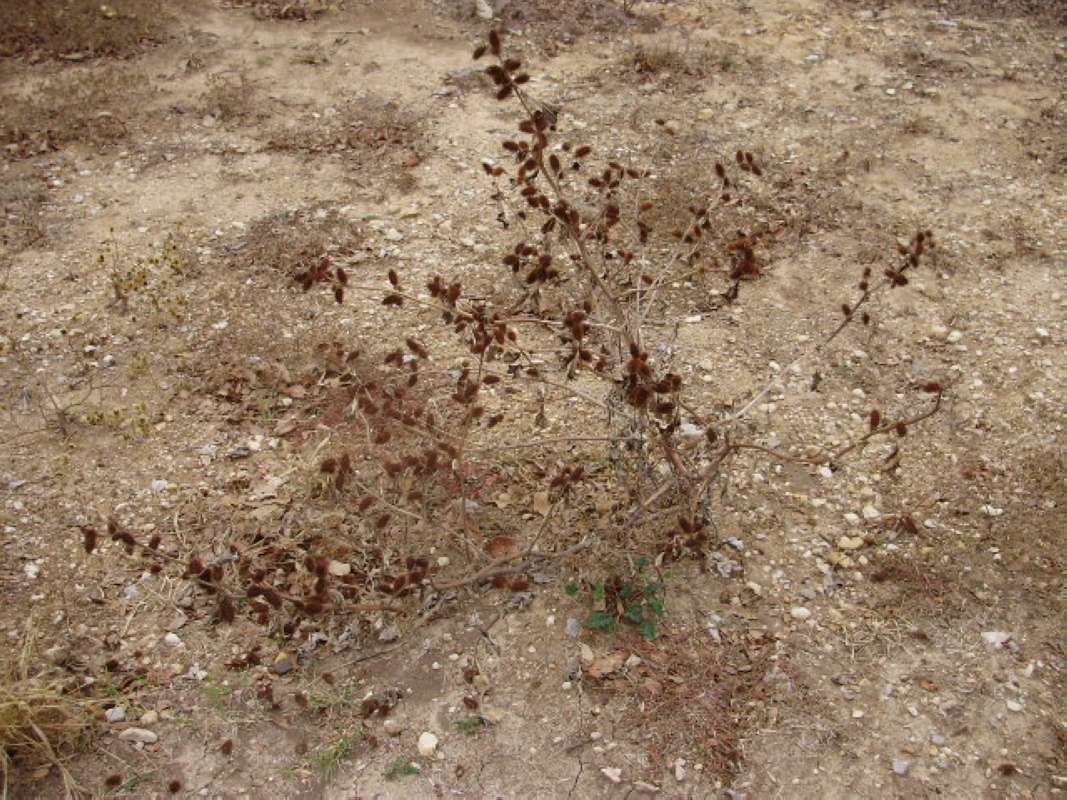 Winter Silhouette or Habitat<br>(Location of Picture: Brownwood, Brown Co, Texas, 2011)
