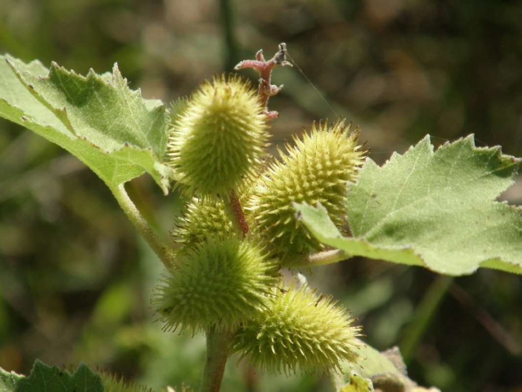 Summer Fruit<br>(Location of Picture: Bear Lake, Parker Co, Texas, 2011)
