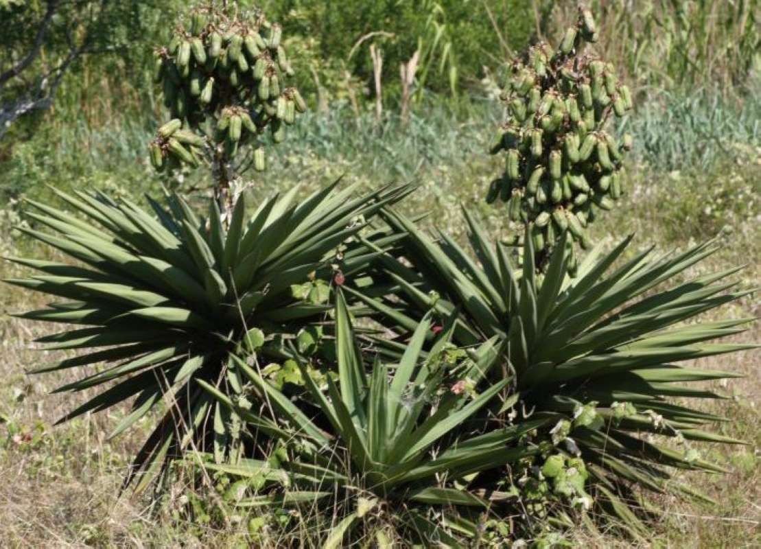 Silhouette<br>(Location of Picture: Aransas Wildlife Refuge, Texas, USA)