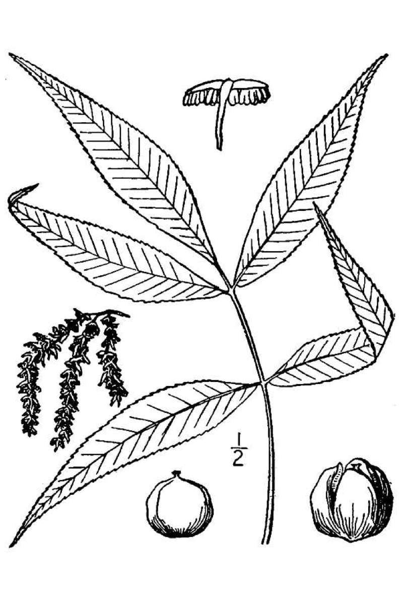 Leaf & Fruit - Line Drawing<br>(Origin of the Specimen: Britton&Brown-USDA Plant DataBase)