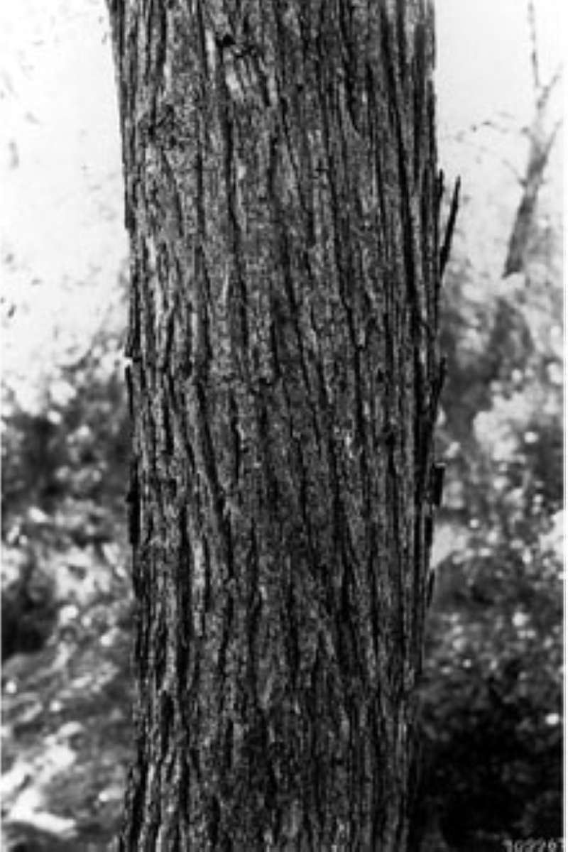 Bark<br>(Origin of the Specimen: USDA-NRCS Plant Data Base)