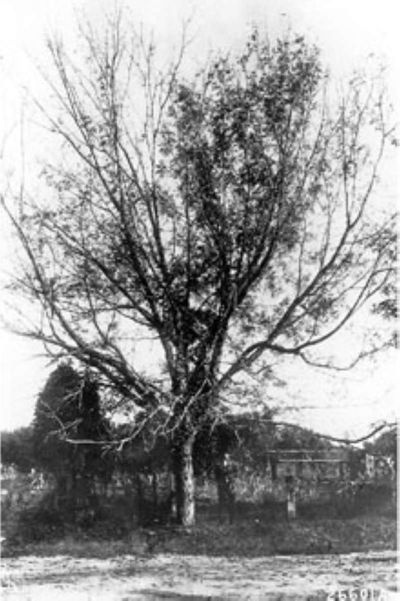 Silhouette<br>(Origin of the Specimen: USDA-NRCS Plant Data Base)