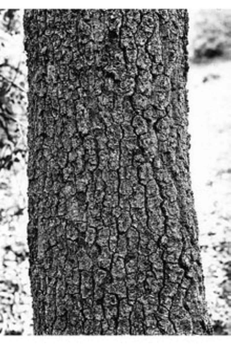 Bark<br>(Origin of the Specimen: USDA-NRCS)