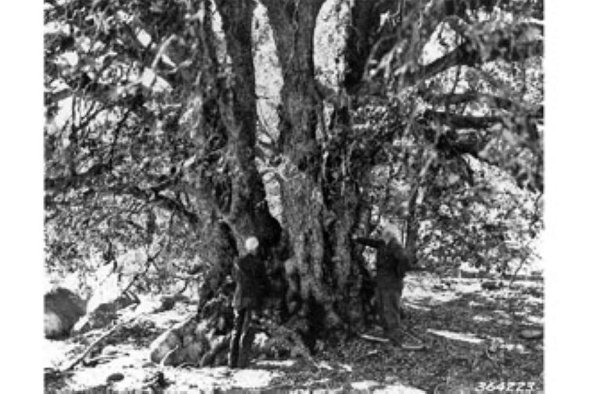 Limbs<br>(Origin of the Specimen: R.H. May USDA - Plant Data Base)