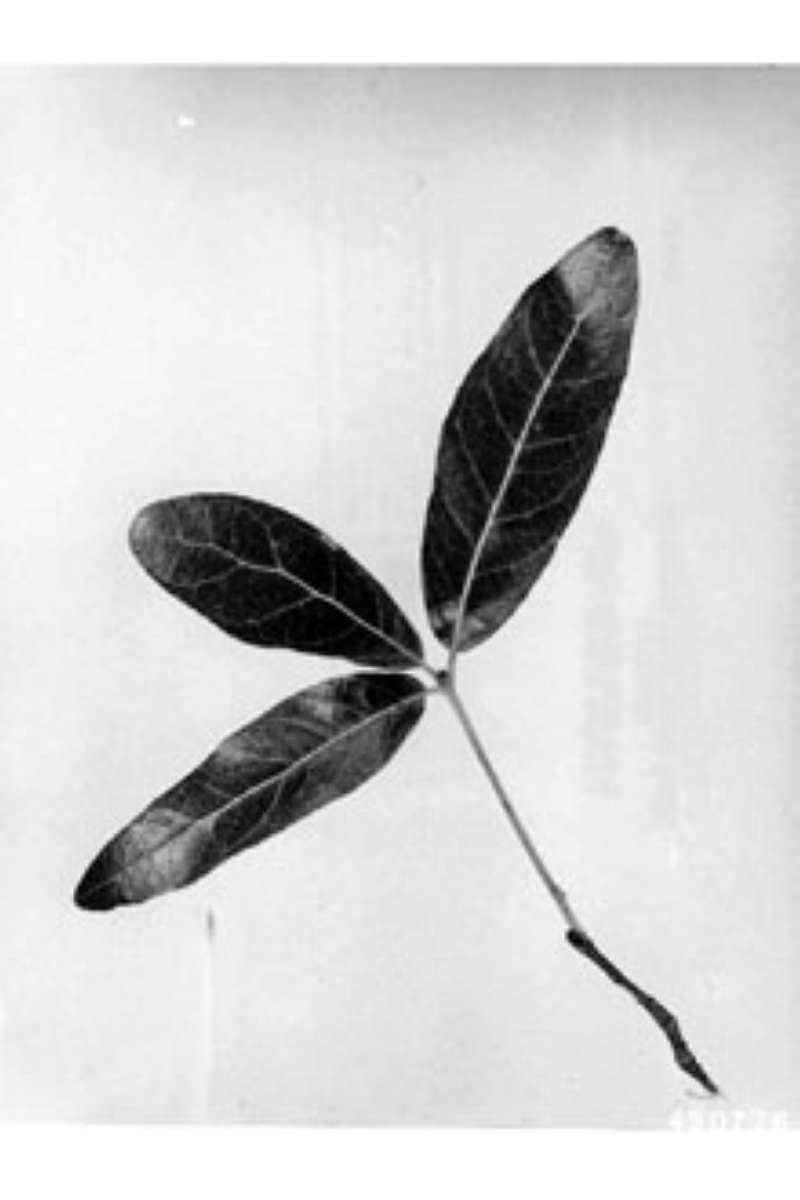 Leaf<br>(Origin of the Specimen: W.D. Brush - USDA Plant Data Base)