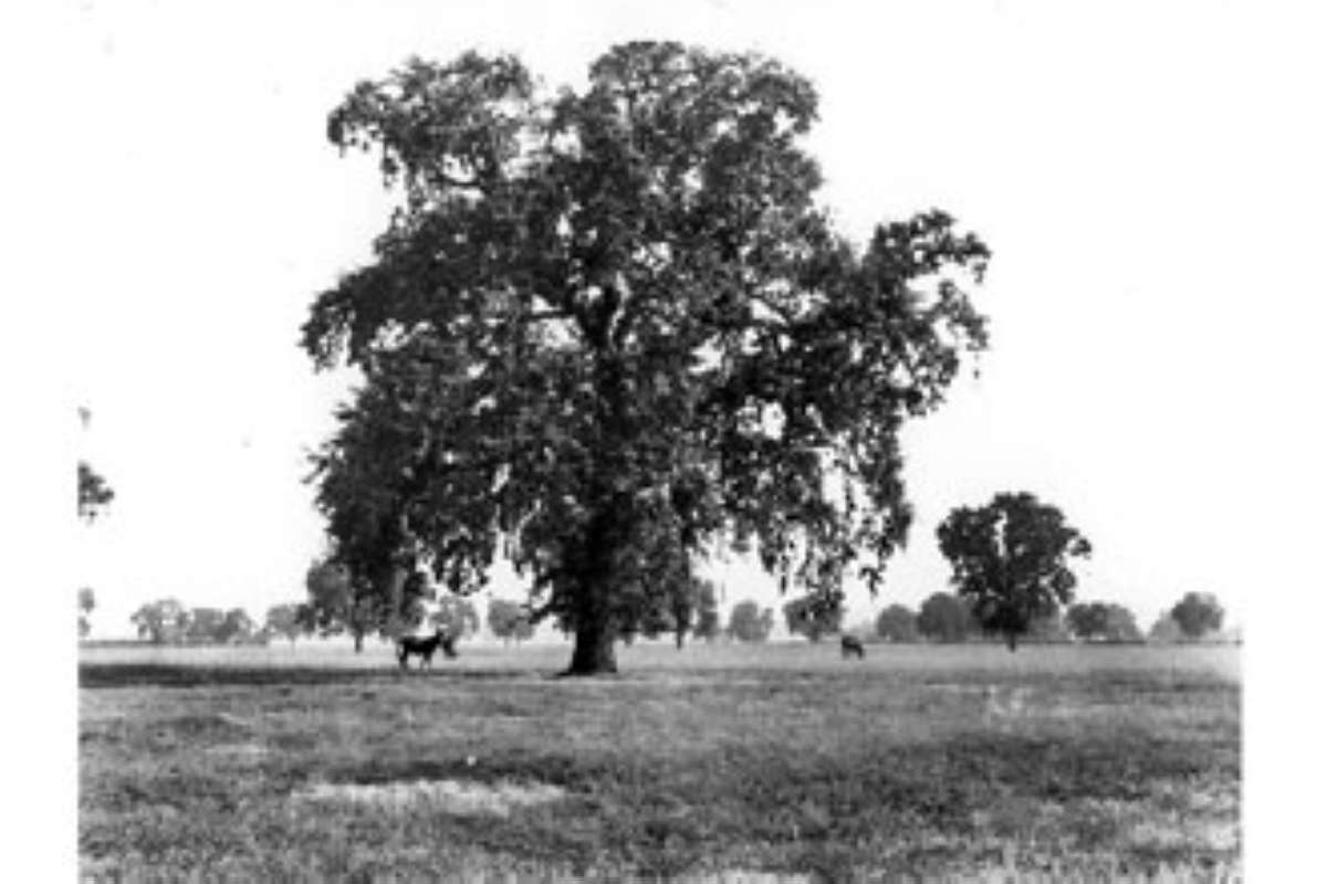 Silhouette<br>(Origin of the Specimen: L.C. Miller - USDA Plant Data Base)
