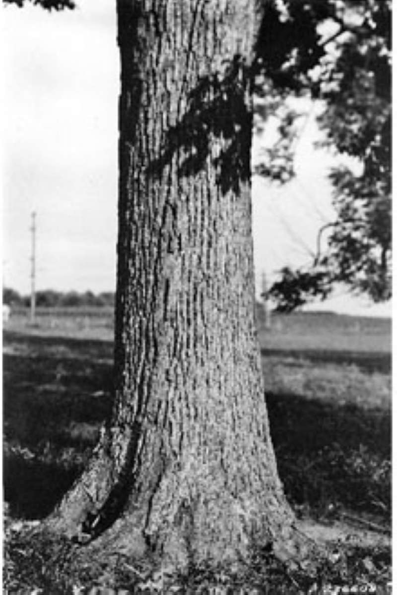 Bark<br>(Origin of the Specimen: W.R. Mattoon - USDA-NRCS)