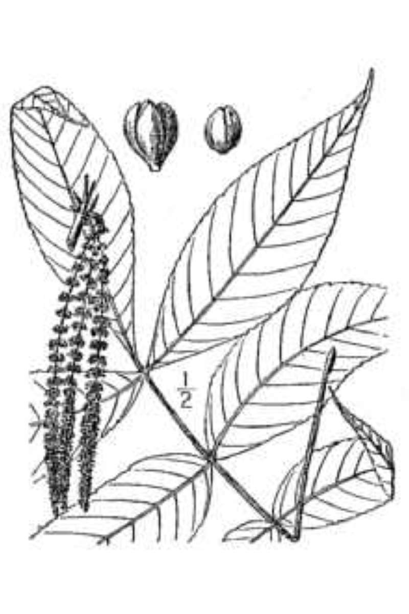 Leaf<br>(Origin of the Specimen: Britton & Brown - USDA-NRCS)