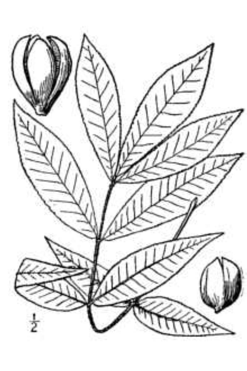 Leaf and Nut - Line Drawing<br>(Origin of the Specimen: Britton & Brown - USDA)