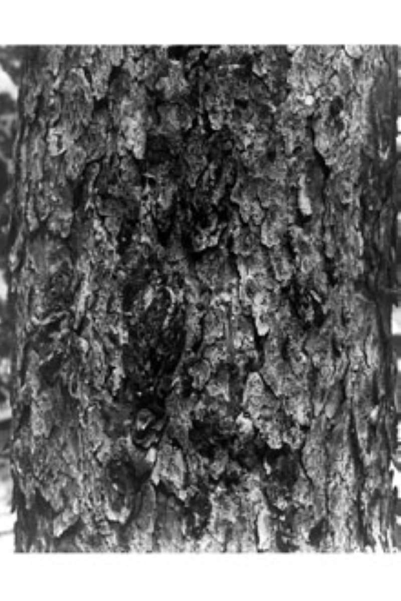 Bark<br>(Origin of the Specimen: C.A. Kutzieb USDA - Plant DB)