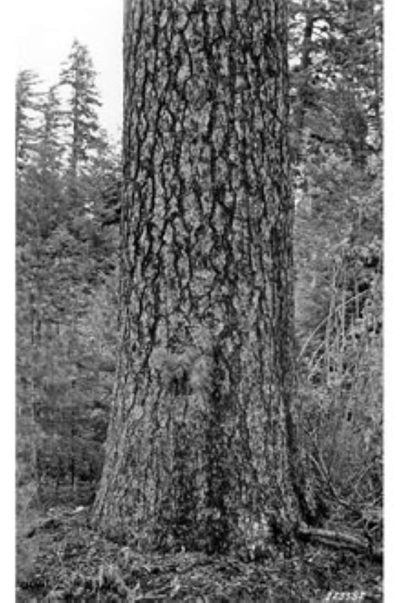 Bark<br>(Origin of the Specimen: Ray M. Filloon - USDA Plant DB)