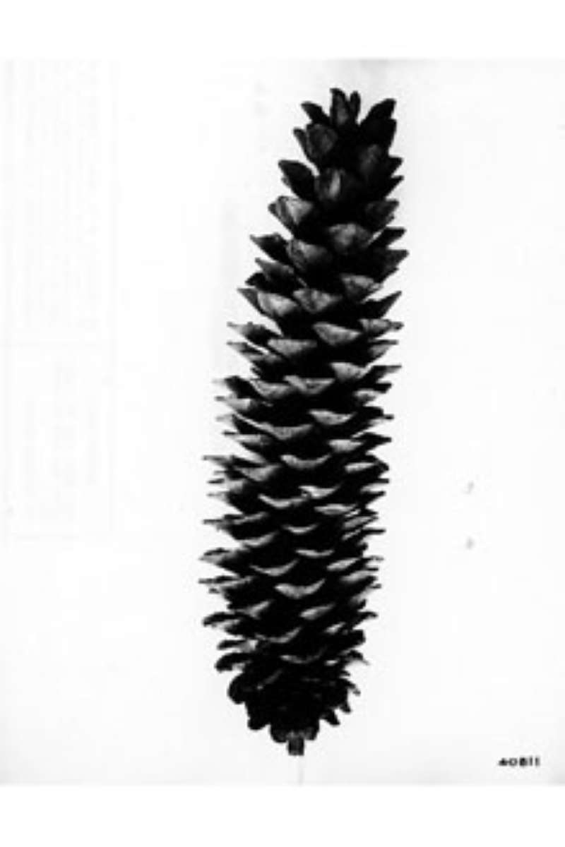 Cone<br>(Origin of the Specimen: G.B. Sundworth - USDA - Plant DB)