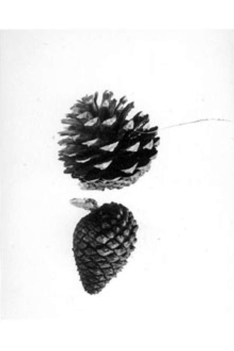 Cones<br>(Origin of the Specimen: G.B. Sundworth - USDA - Plant DB)