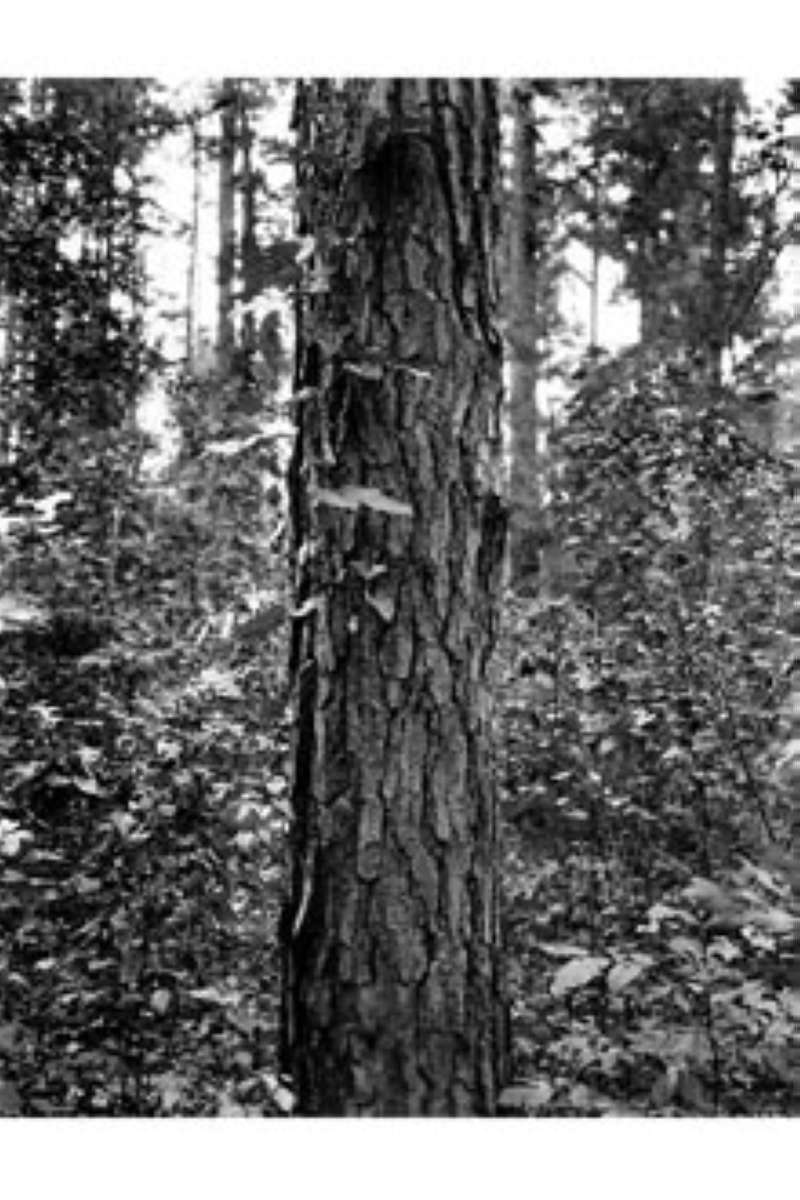 Bark<br>(Origin of the Specimen: W.H. Morin - USDA - Plant DB)