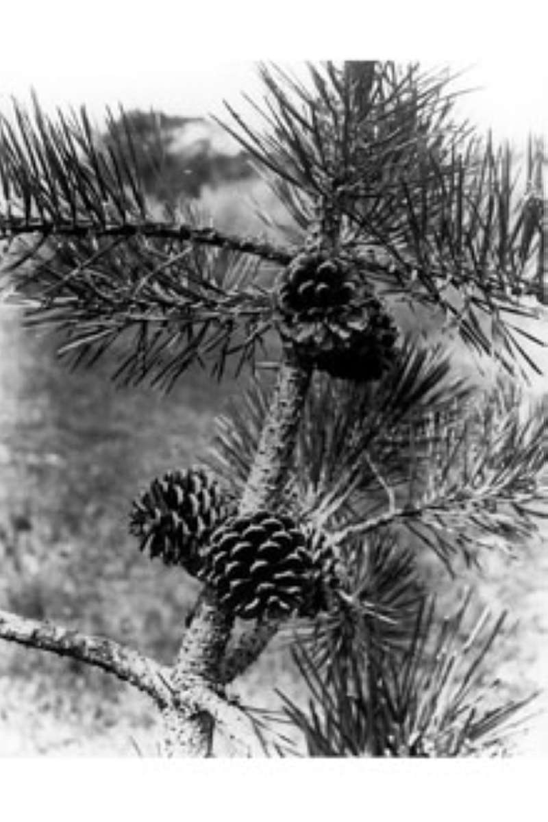 Branch with Cones<br>(Origin of the Specimen: J.P. Went)