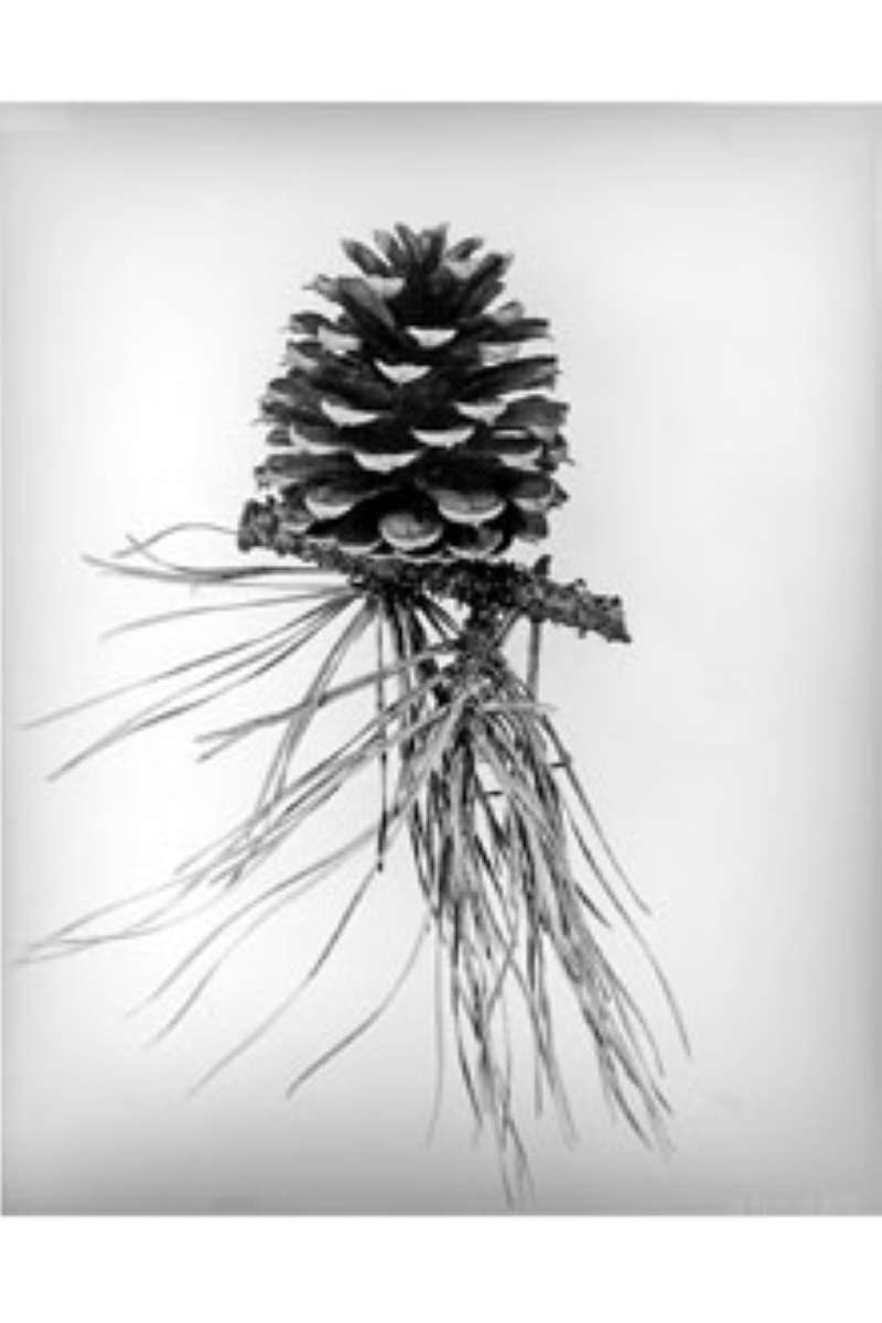 Cone with Needles<br>(Origin of the Specimen: W.D. Brush - USDA-NRCS)
