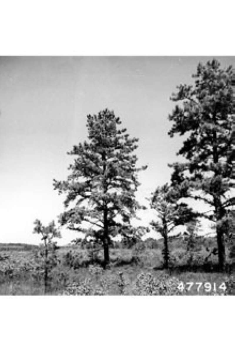 Silhouette<br>(Origin of the Specimen: C.R. Lockard)