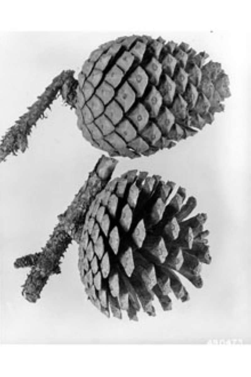 Cones<br>(Origin of the Specimen: W.D. Brush USDA- Plant DB)