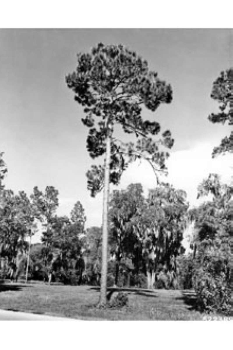 Silhouette<br>(Origin of the Specimen: P. Freeman Heim, USDA)