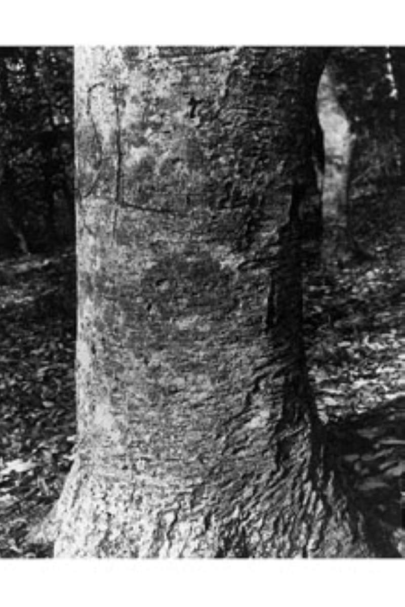 Bark<br>(Origin of the Specimen: USDA-NRCS)