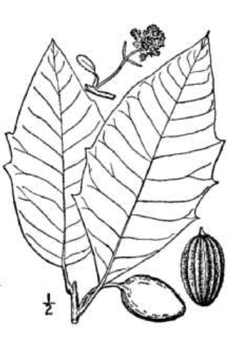 Leaf and Fruit<br>(Origin of the Specimen: B&B, Line Drawing)