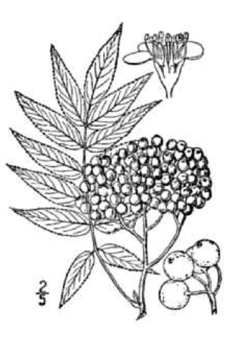 Fruit<br>(Origin of the Specimen: USDA-NRCS)