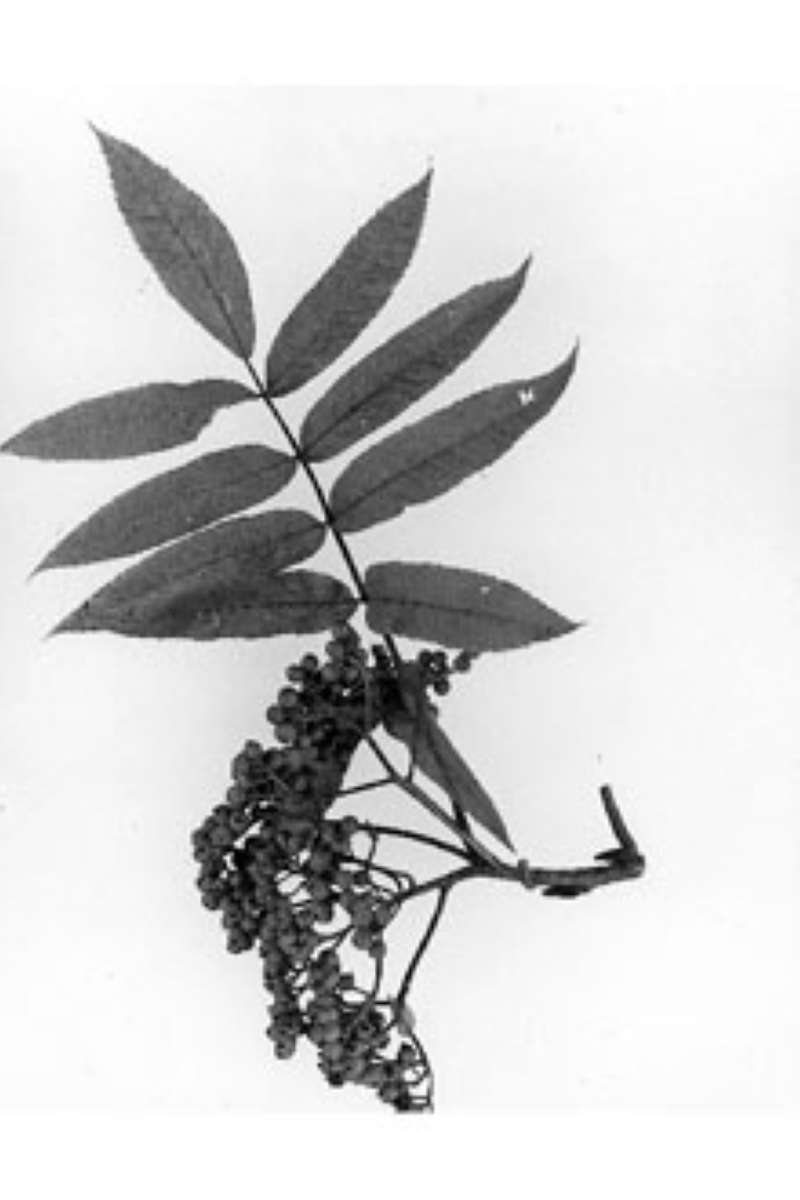 Leaves<br>(Origin of the Specimen: USDA-NRCS)