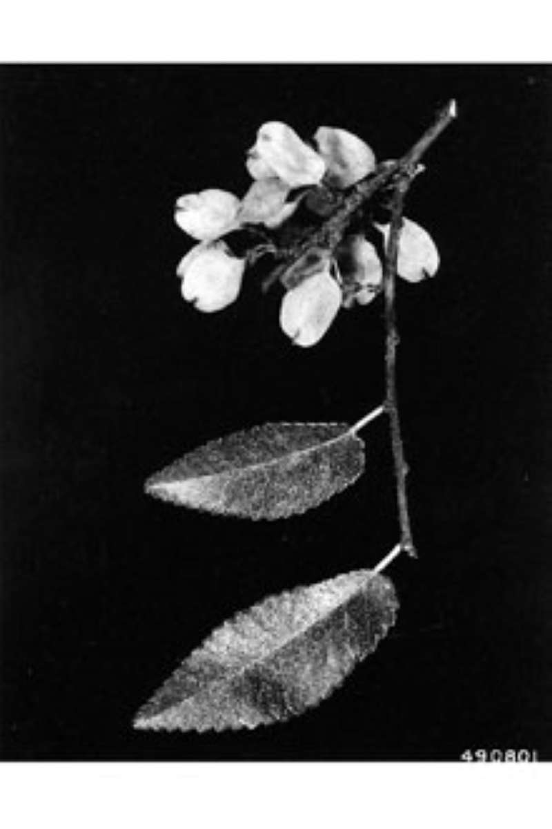 Fruits<br>(Origin of the Specimen: W.D. Brush, USDA-NRCS)