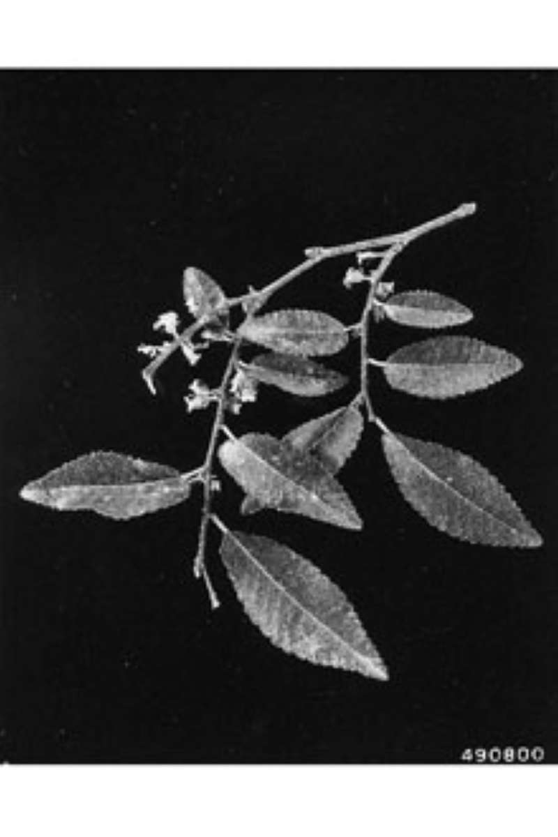 Leaves<br>(Origin of the Specimen: W.D. Brush, USDA-NRCS)