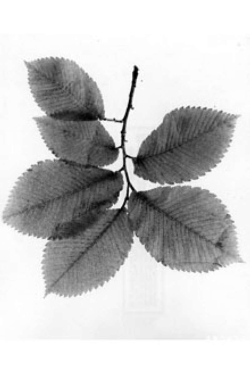 Leaves<br>(Origin of the Specimen: W.D. Brush, USDA-NRCS)
