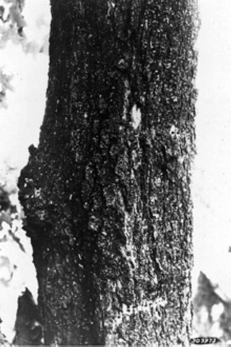 Bark<br>(Origin of the Specimen: USDA-NRCS)
